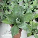 Agave Celsii Nova