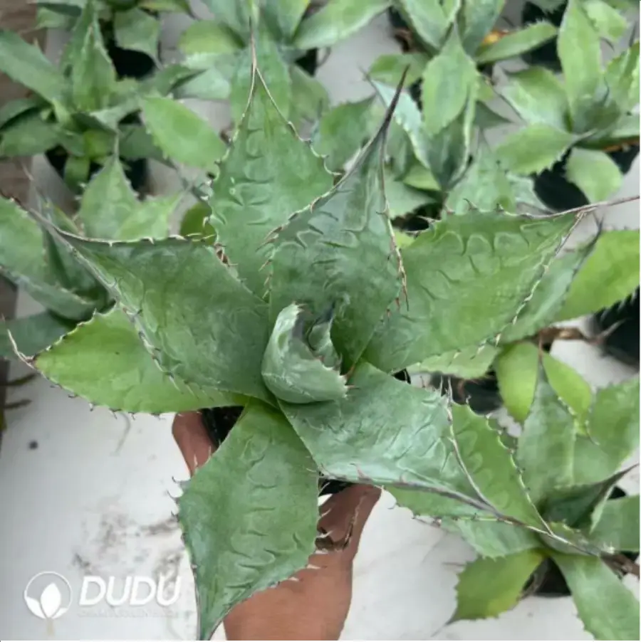 1-1456.webp Agave Celsii Nova - Image 1