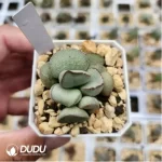 Adromischus Silver Wave Pink Egg
