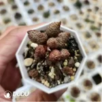 Adromischus Frosted Egg