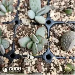 Adromischus Lychee Peel