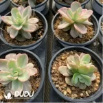 Echeveria Red Berry Variegated