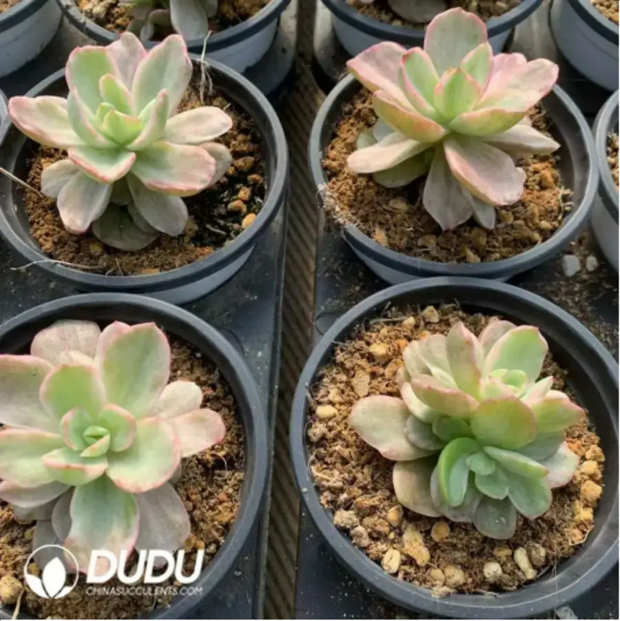 1-147.webp Echeveria Red Berry Variegated - Image 1