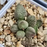 Adromischus 98 Eggs