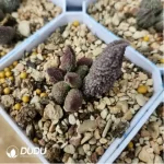 Adromischus Colorful Dragon Ball