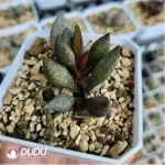 Adromischus Christmas Tree