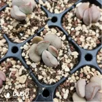 Adromischus Abdomen