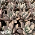 Echeveria ruby donna Varigated