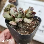 Adromischus Marianae