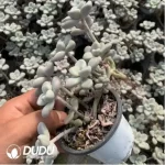 Graptopetalum Ellen variegated Clustering