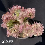 Aeonium Green Bean Paste Clustering