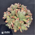Aeonium Pink witch Cristata