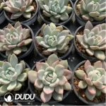 Echeveria pink champagne variegated