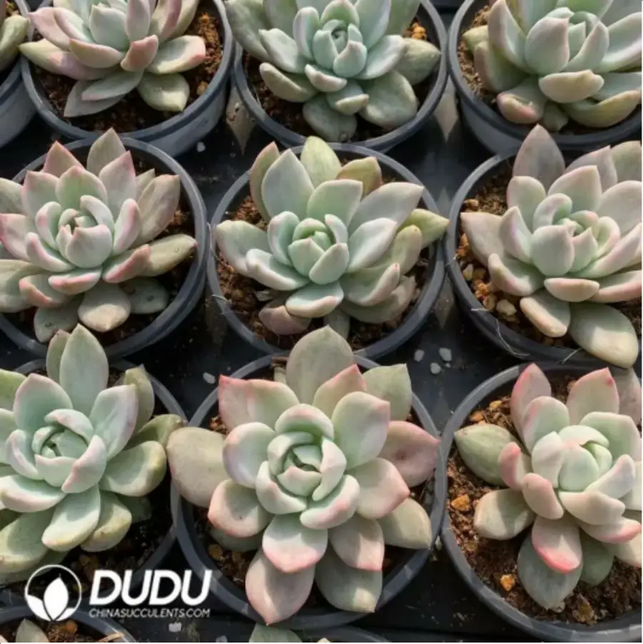 1-151.webp Echeveria pink champagne variegated - Image 1