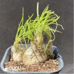 Pachypodium Gracilius