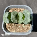 Haworthia Grotto King