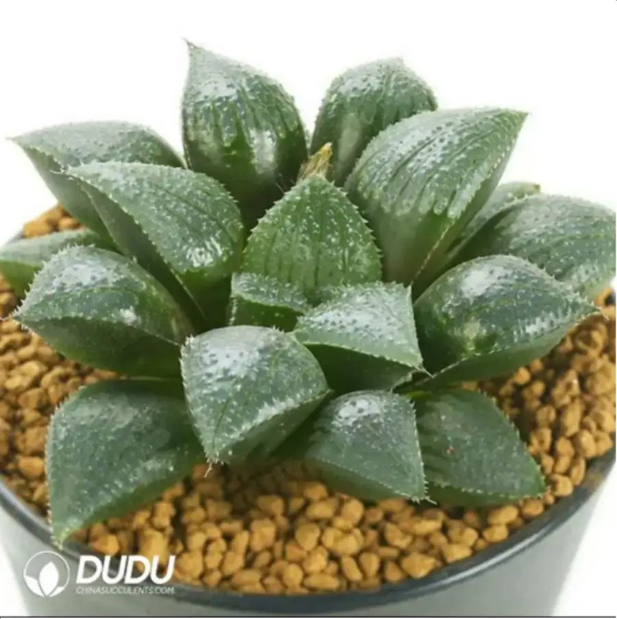 1-1518.webp Haworthia KA-1 Shou - Image 1