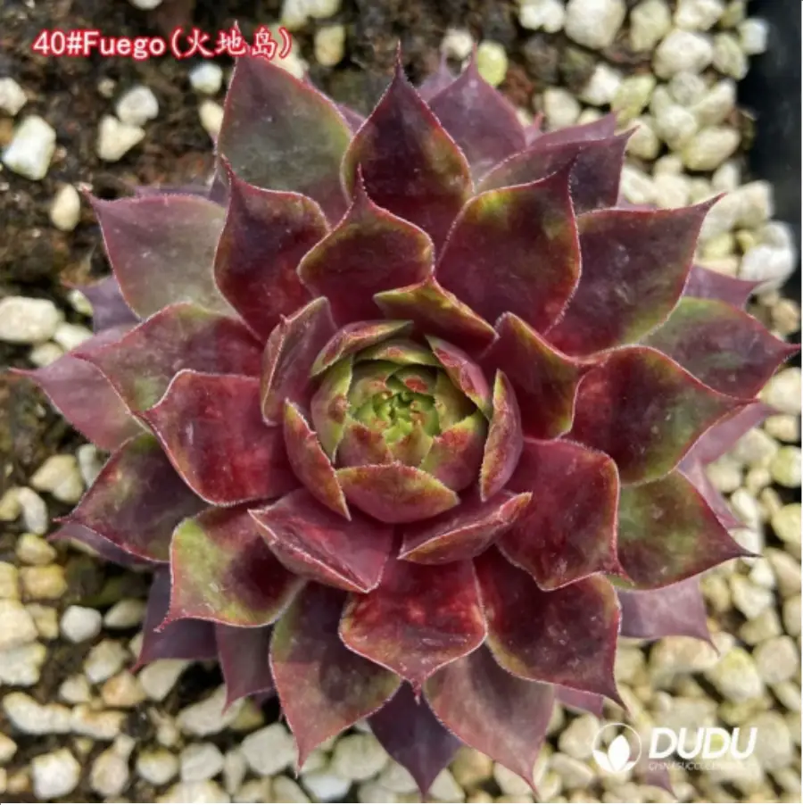 1-1519.webp Sempervivum Fuego - Image 1