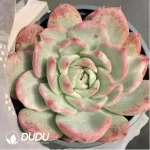 Echeveria Floriditty Variegated