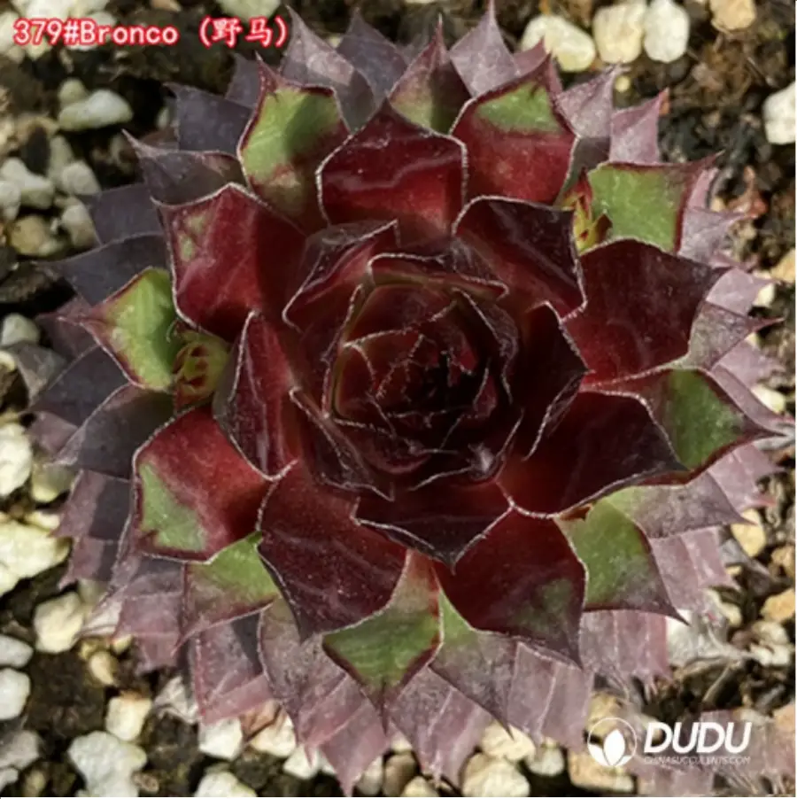1-1523.webp Sempervivum Bronco - Image 1
