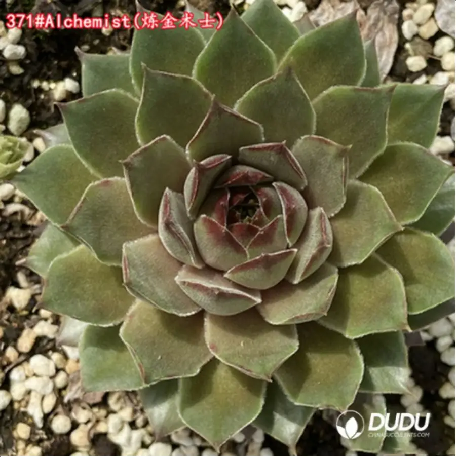 1-1526.webp Sempervivum Alchemist - Image 1