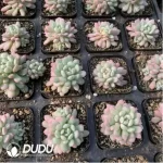 Echeveria Red Egg Varigated