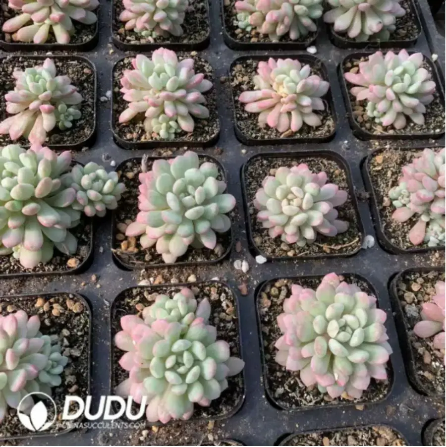 1-153.webp Echeveria Red Egg Varigated - Image 1