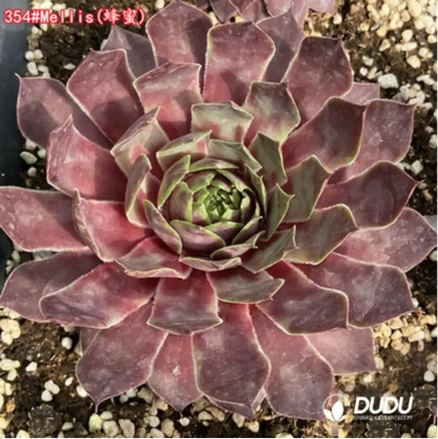 1-1531.webp Sempervivum Mellis - Image 1