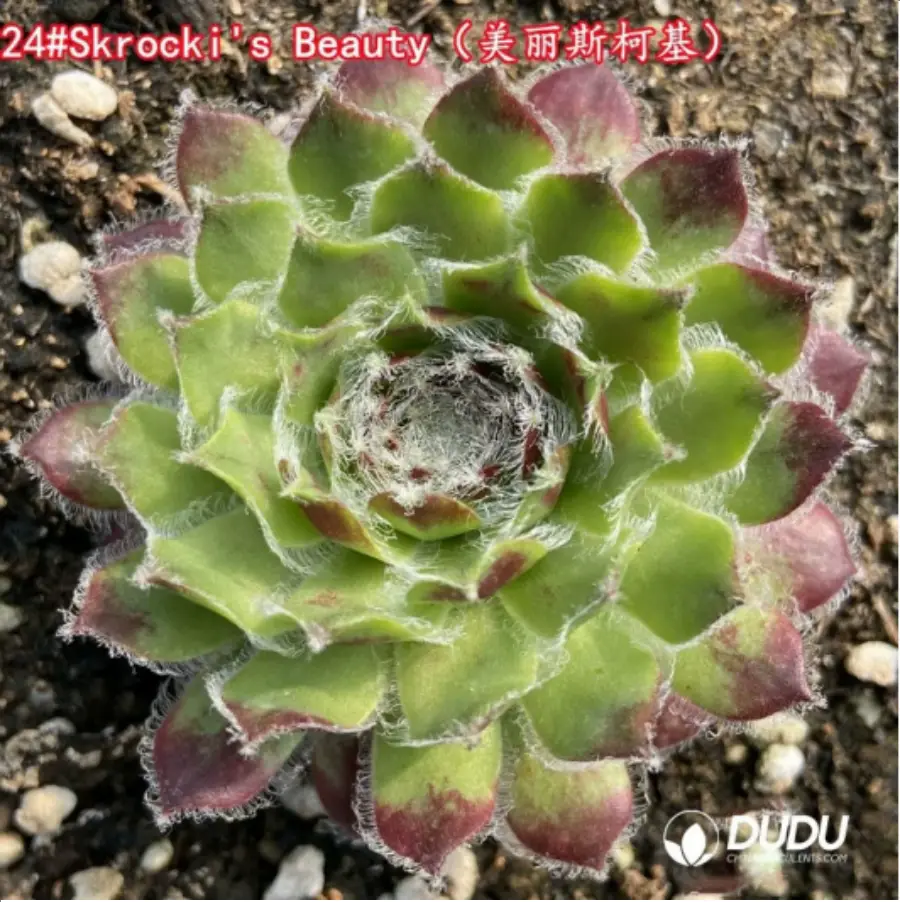 1-1536.webp Sempervivum Skrocki's Beauty - Image 1