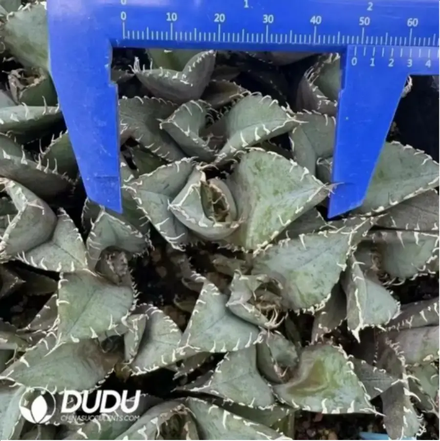 1-1547.webp 10pcs Agave white whale - Image 1