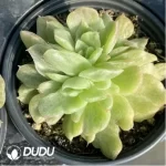 Echeveria Floriana Monstrose Variegated