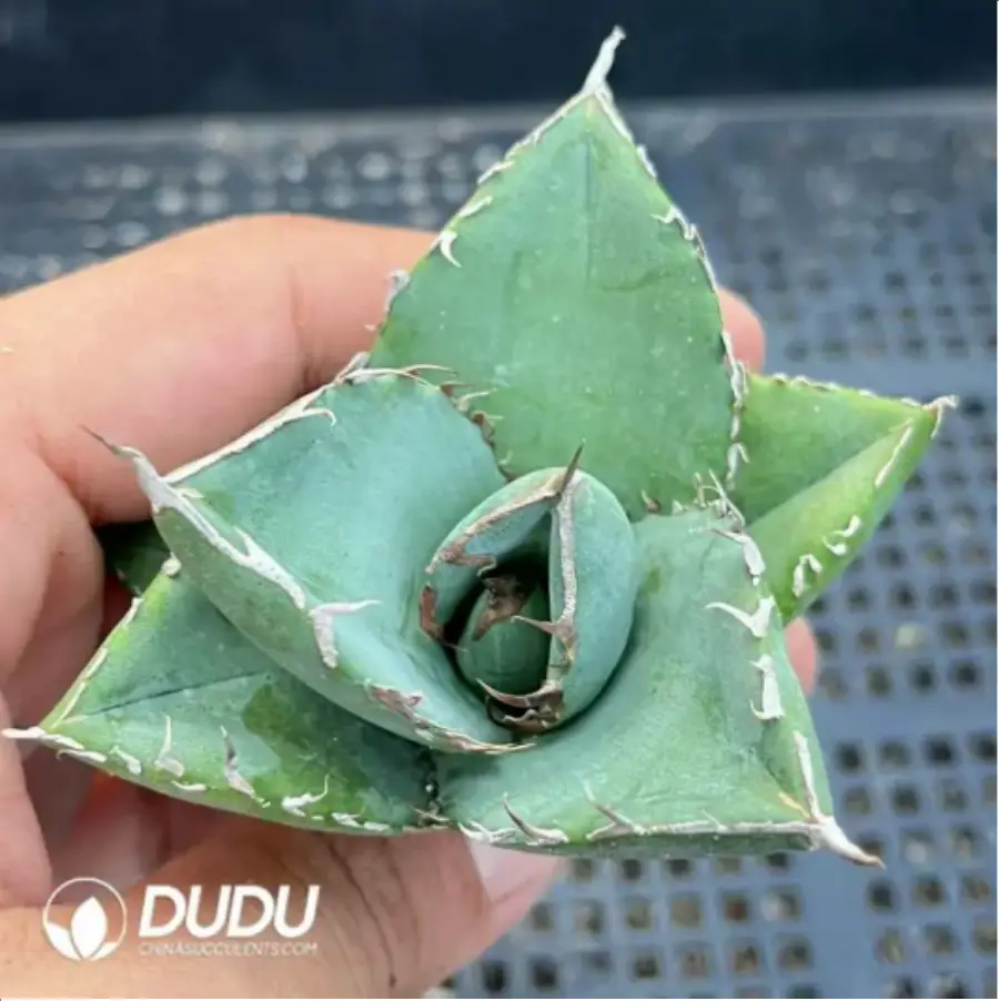 1-1552.webp Agave Devil - Image 1