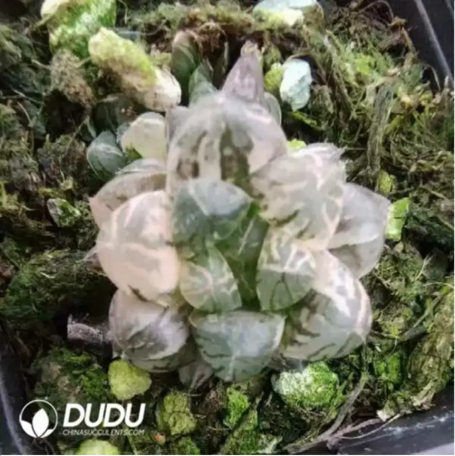 1-1558.webp Haworthia Cooperi Variegated - Image 1