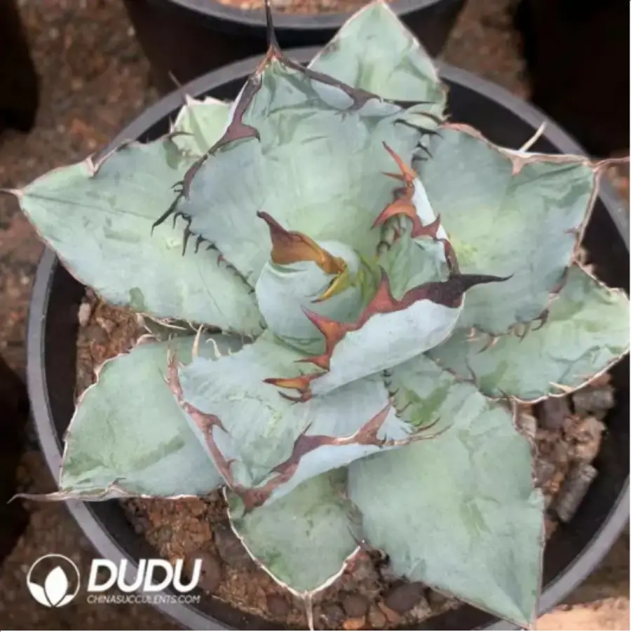 1-1560.webp Agave Kelibai - Image 1