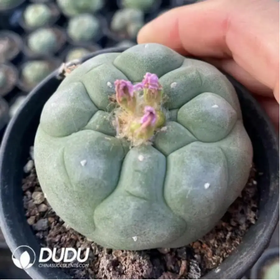 1-1571.webp Cactus-Lophophora Williamsii - Image 1