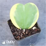 Anacardiaceae-Operculicarya Pachypus