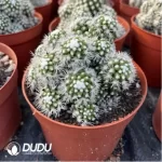 Cactus-Cereus Mammillaria Vetula Arizona Snowcap Clustering