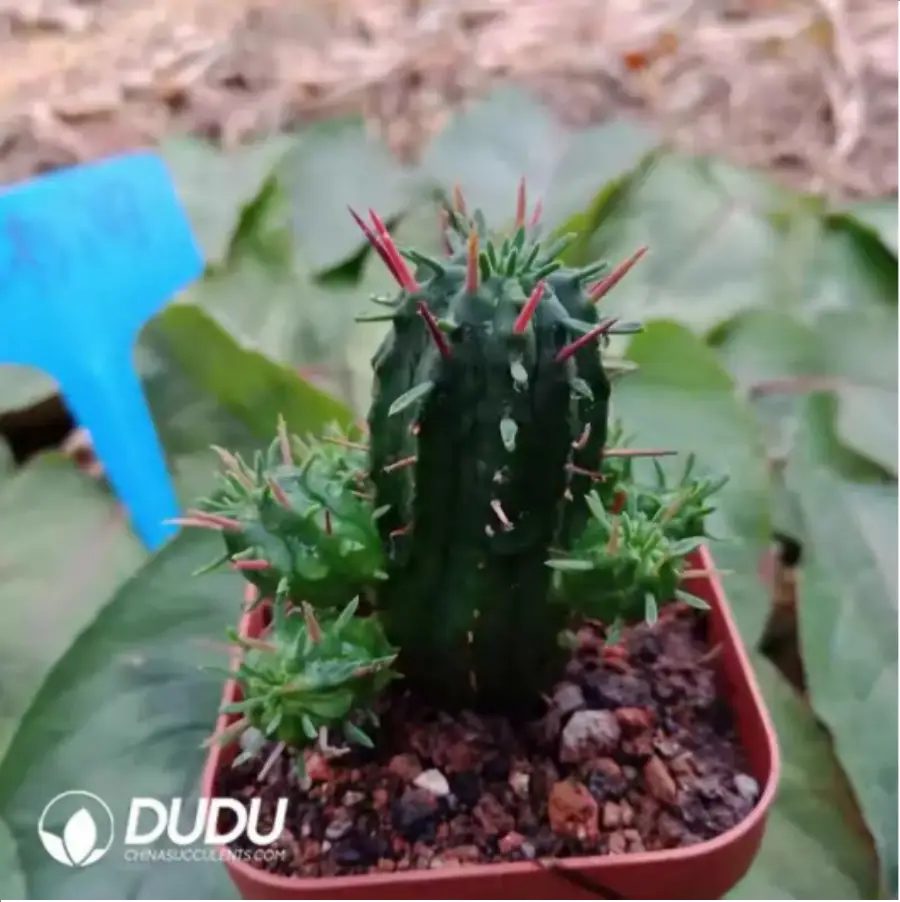 1-1582.webp Euphorbia-trigona - Image 1