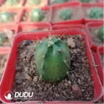 Cactus-Echinocereus knippelianus