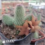 Asclepiadaceae Pseudolithos Migiurtinus