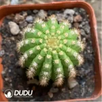 Cactus-Mammillaria baumii Cristata