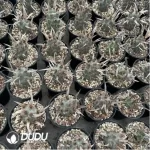 Cactus-Astrophytum myriostigma var. nudum