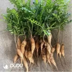 Anacardiaceae-Operculicarya Pachypus