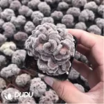 Cactus-Mammillaria Compressa cv Youkan Cristata