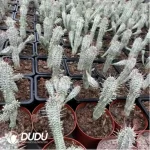 Euphorbia-Mammillaris Variegata