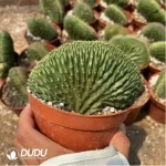 Espostoa Takashi Santa Claus Cristata