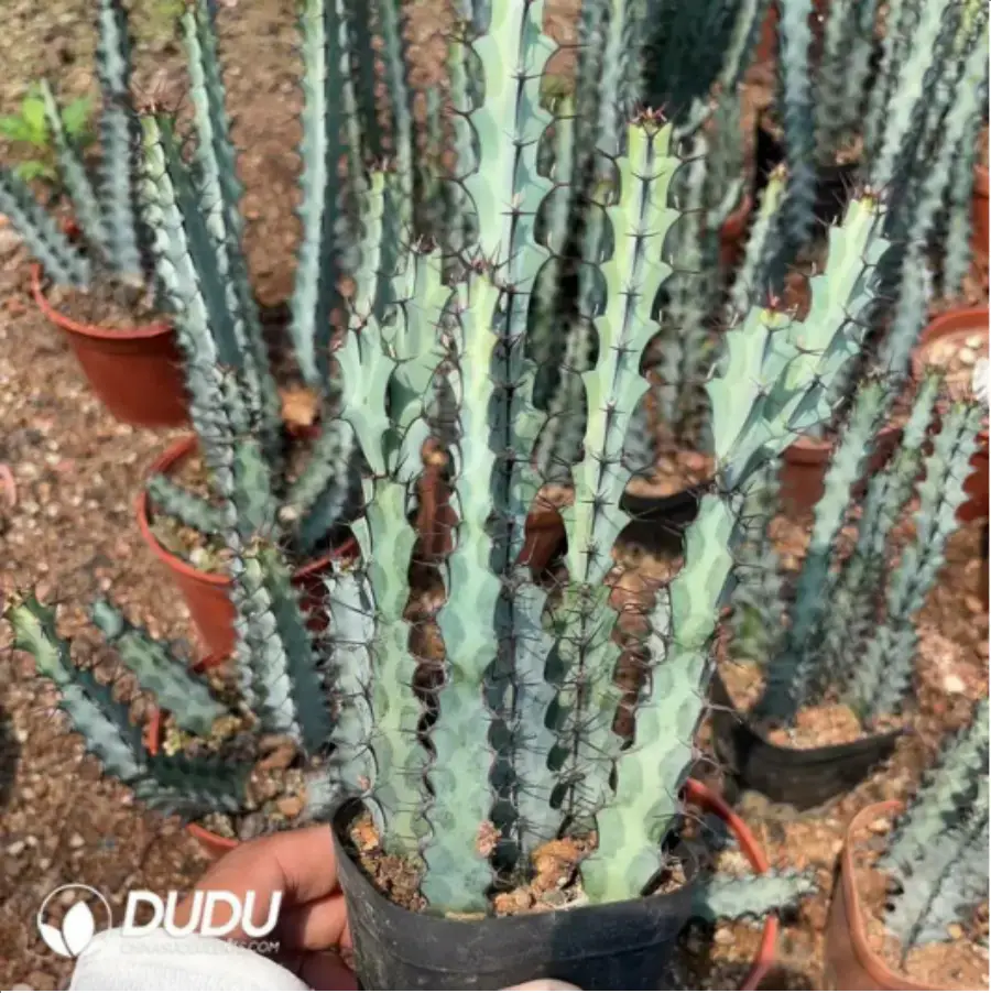 1-1625.webp Euphorbia-Green Microunicorn(5 Pieces) - Image 1