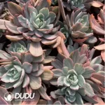 Echeveria Hera variegated Clustering Cutting