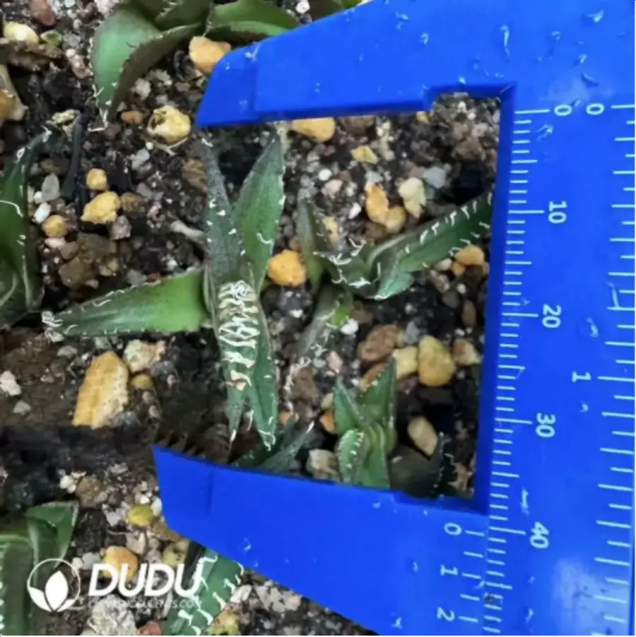 1-1636.webp Agave Titanota White Row - Image 1