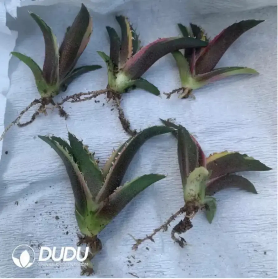 1-1638.webp Agave White Ghost - Image 1